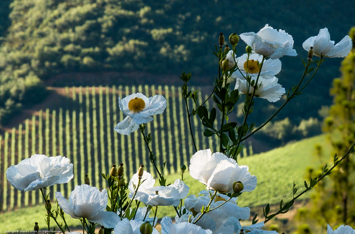 Peter's Poppies above the Vineyard