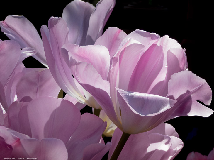 Tulips at Ironstone