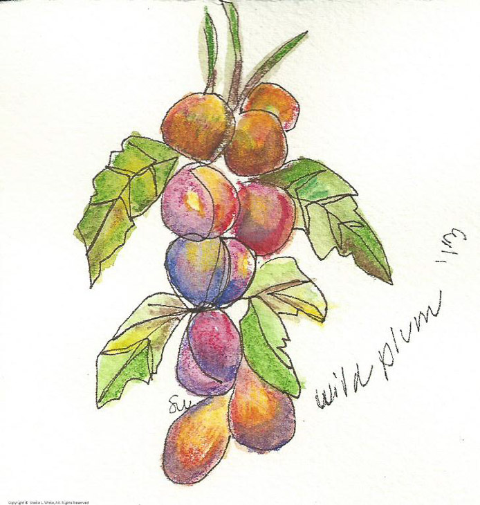 Wild Plums